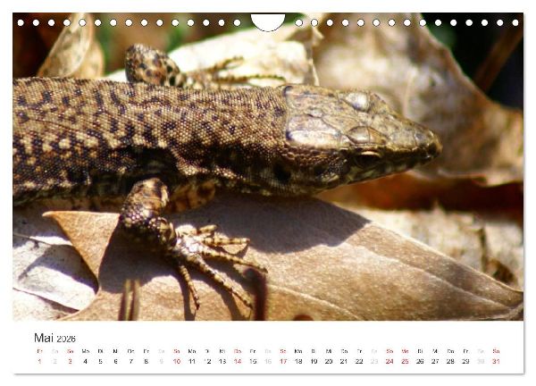 Das Leben der Reptilien (Wandkalender 2026 DIN A4 quer), CALVENDO Monatskalender