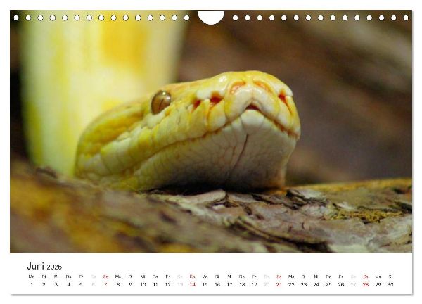 Das Leben der Reptilien (Wandkalender 2026 DIN A4 quer), CALVENDO Monatskalender