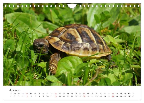 Das Leben der Reptilien (Wandkalender 2026 DIN A4 quer), CALVENDO Monatskalender