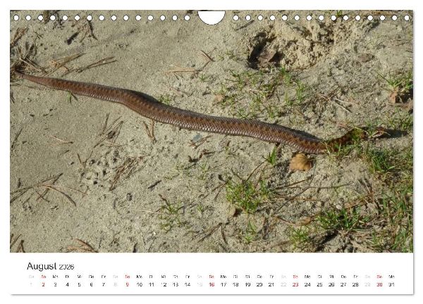Das Leben der Reptilien (Wandkalender 2026 DIN A4 quer), CALVENDO Monatskalender