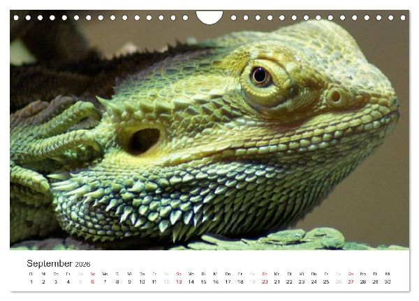Das Leben der Reptilien (Wandkalender 2026 DIN A4 quer), CALVENDO Monatskalender