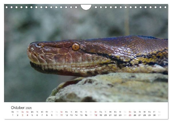 Das Leben der Reptilien (Wandkalender 2026 DIN A4 quer), CALVENDO Monatskalender
