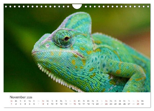 Das Leben der Reptilien (Wandkalender 2026 DIN A4 quer), CALVENDO Monatskalender