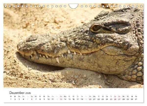 Das Leben der Reptilien (Wandkalender 2026 DIN A4 quer), CALVENDO Monatskalender