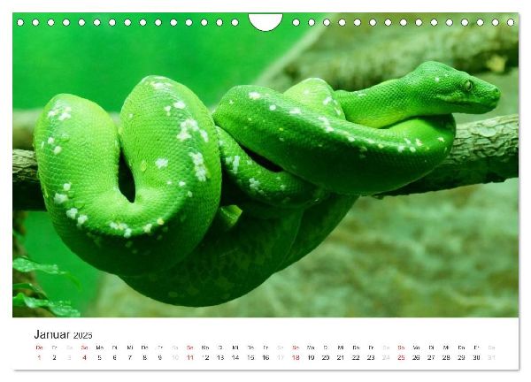 Das Leben der Reptilien (Wandkalender 2026 DIN A4 quer), CALVENDO Monatskalender