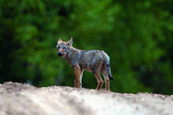 Bildband Wölfe - Begegnungen in freier Wildbahn: Deutschlands wilde Wölfe kehren zurück - Ein einmaliges Erlebnis von Wildnis und Natur mit 190 außergewöhnlichen Fotos