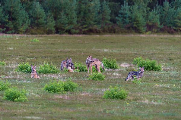 Bildband Wölfe - Begegnungen in freier Wildbahn: Deutschlands wilde Wölfe kehren zurück - Ein einmaliges Erlebnis von Wildnis und Natur mit 190 außergewöhnlichen Fotos