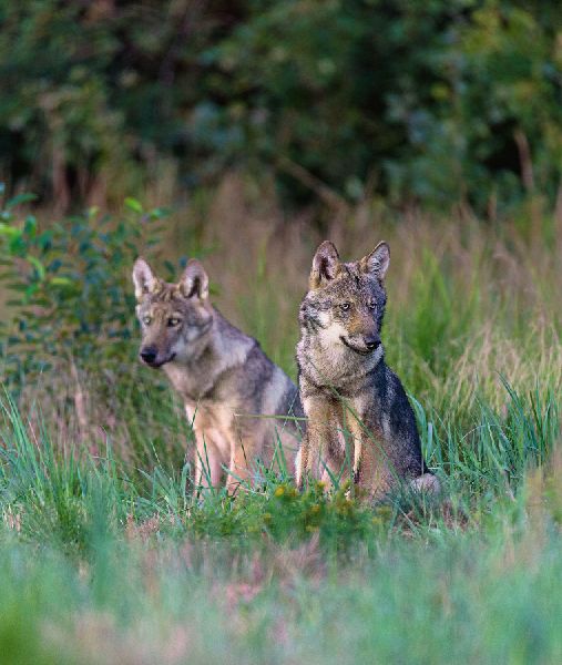 Bildband Wölfe - Begegnungen in freier Wildbahn: Deutschlands wilde Wölfe kehren zurück - Ein einmaliges Erlebnis von Wildnis und Natur mit 190 außergewöhnlichen Fotos