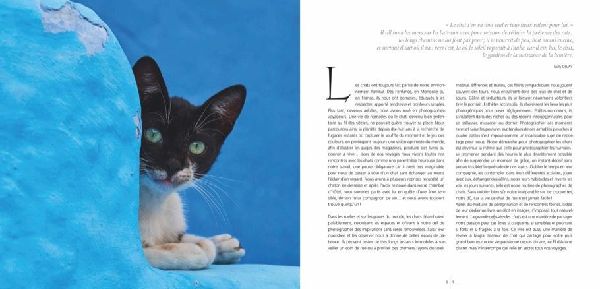 Katzen