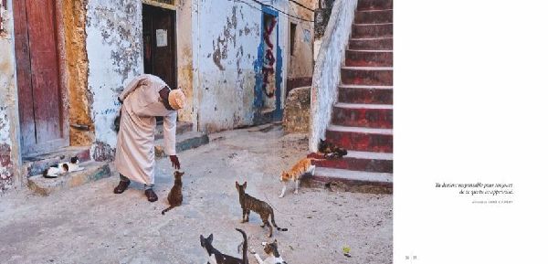 Katzen