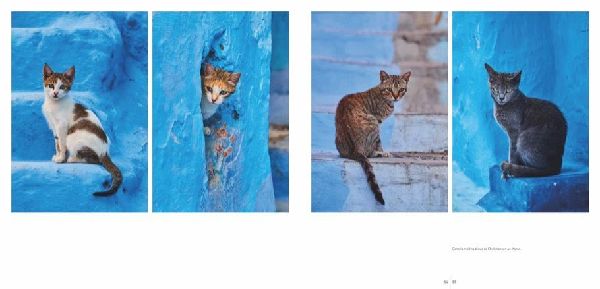 Katzen
