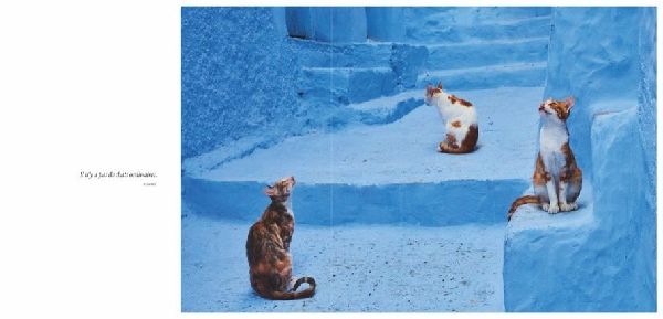Katzen