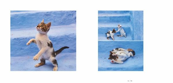 Katzen