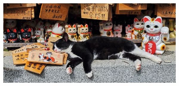 Katzen