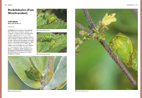 Das große BLV Handbuch Insekten