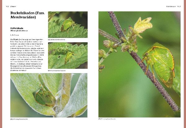 Das große BLV Handbuch Insekten