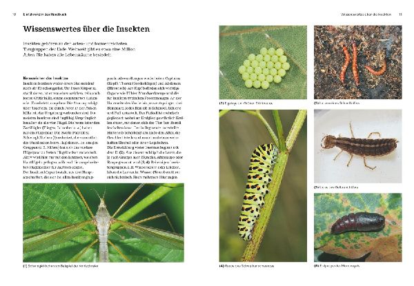 Das große BLV Handbuch Insekten