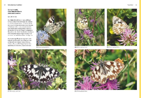 Das große BLV Handbuch Insekten
