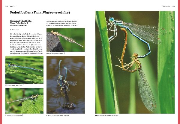 Das große BLV Handbuch Insekten