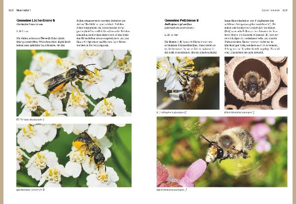 Das große BLV Handbuch Insekten