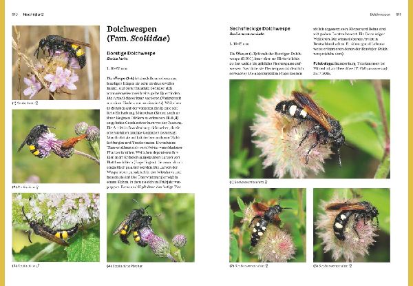 Das große BLV Handbuch Insekten