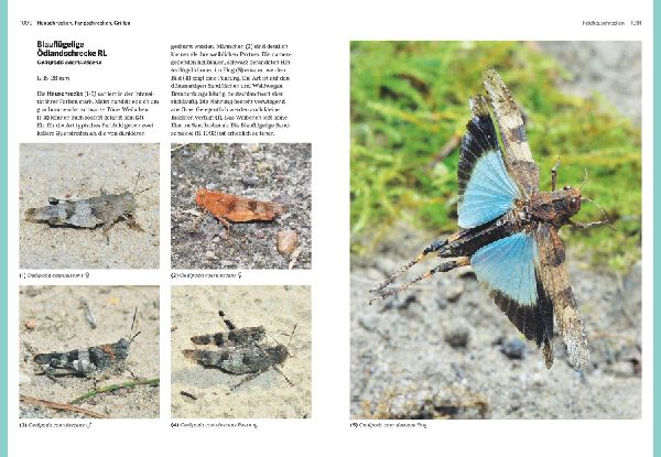 Das große BLV Handbuch Insekten