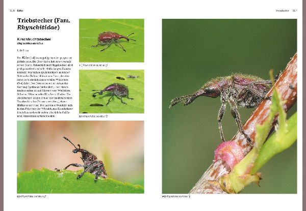 Das große BLV Handbuch Insekten