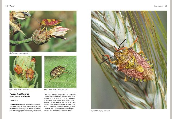 Das große BLV Handbuch Insekten