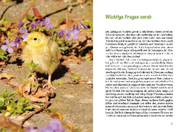 Wachteln im Garten