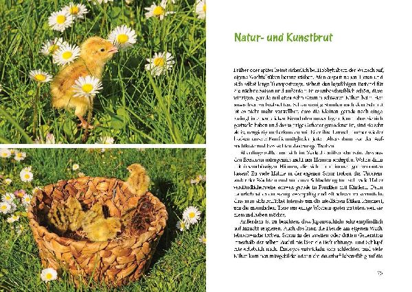 Wachteln im Garten