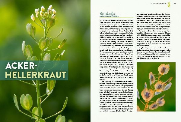 Geheimnisse der Unkräuter