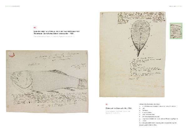 Alexander von Humboldt - Bilder-Welten
