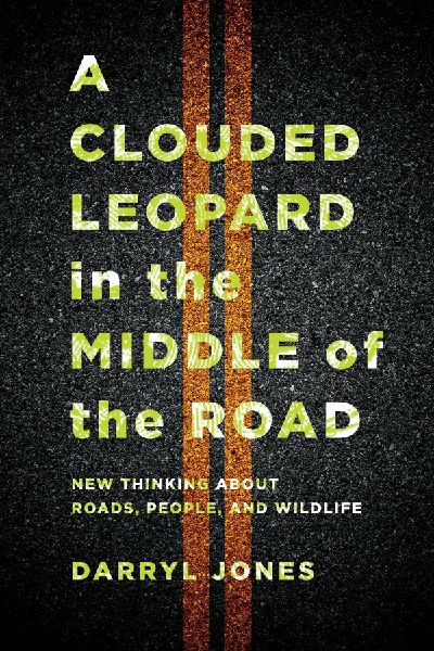 A Clouded Leopard in the Middle of the Road