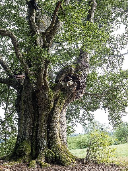 Faszinierende Bäume in der Oberpfalz