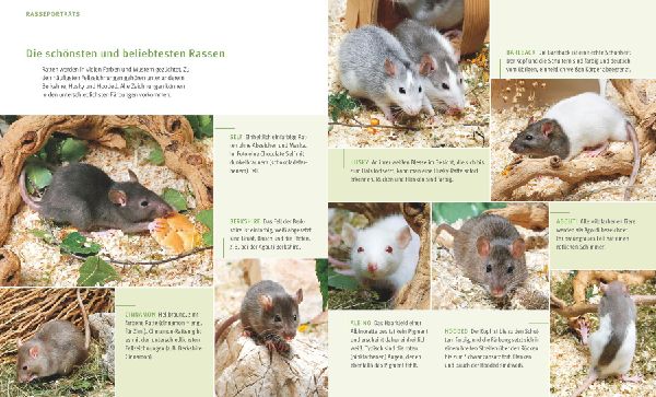 Ratten