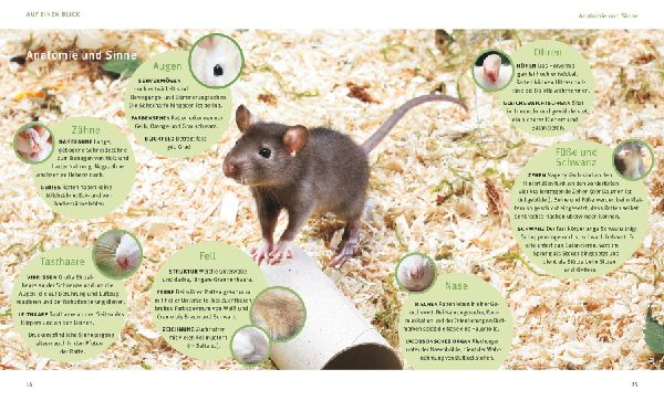Ratten