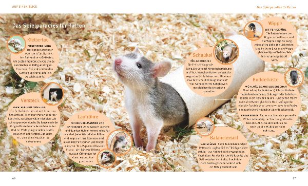 Ratten