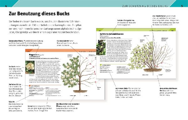 Gartenwissen Pflanzenschnitt