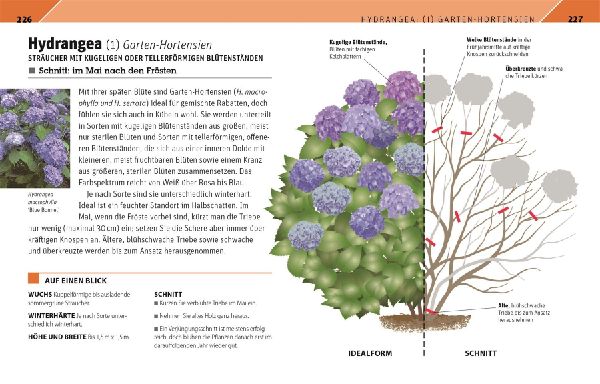 Gartenwissen Pflanzenschnitt