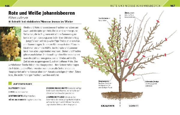 Gartenwissen Pflanzenschnitt