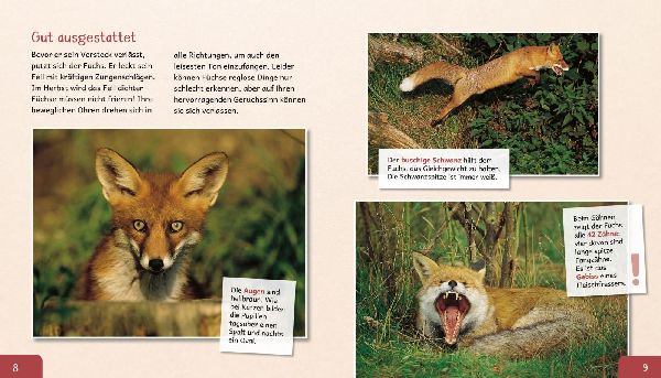 Meine große Tierbibliothek: Der Fuchs