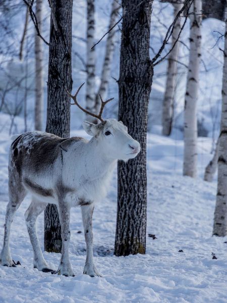 Weihnachtszeit in Lappland