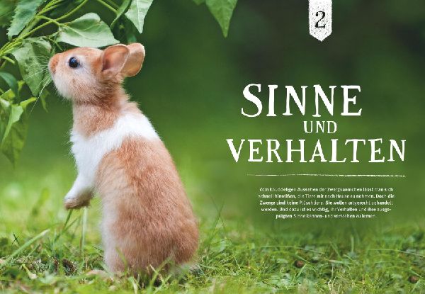 Liebenswerte Zwergkaninchen