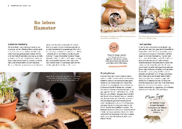 Hamster