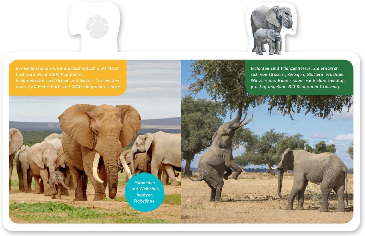 Mein kleines Tier-Lexikon - Der Elefant