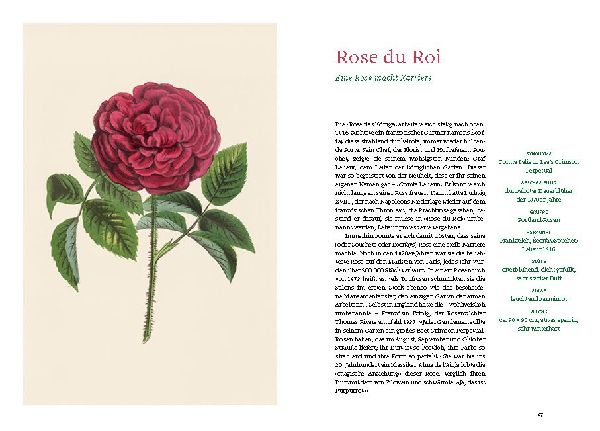 Historische Rosen