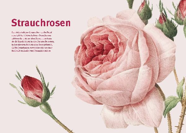 Historische Rosen