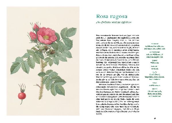 Historische Rosen