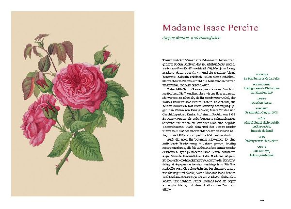 Historische Rosen