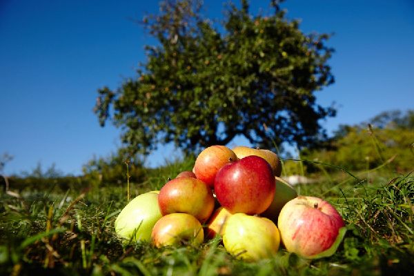 Handbuch Bio-Obst